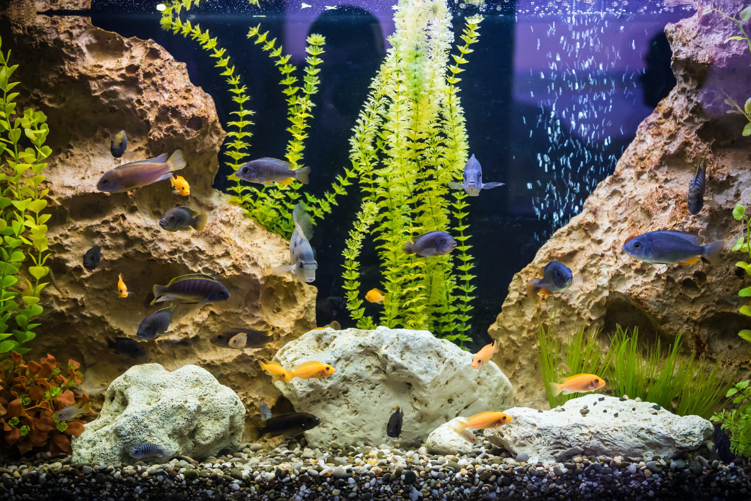 orange, blue, and silver fish swim in front of rocks and aquatic plants in an aquarium