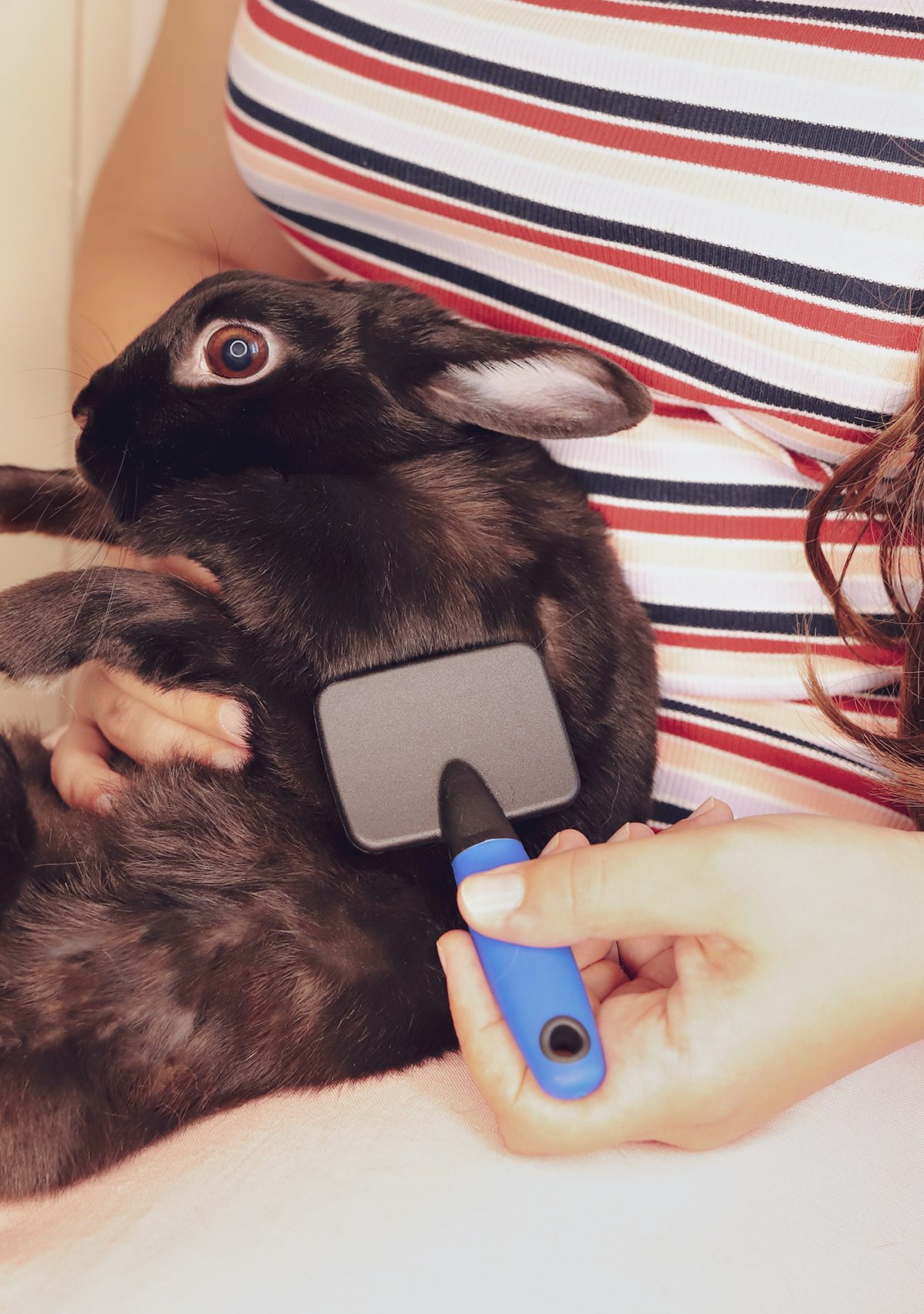 a black rabbit is being held with one hand and brushed with the other, on the lap of a woman in white pants, a striped shirt, and red hair