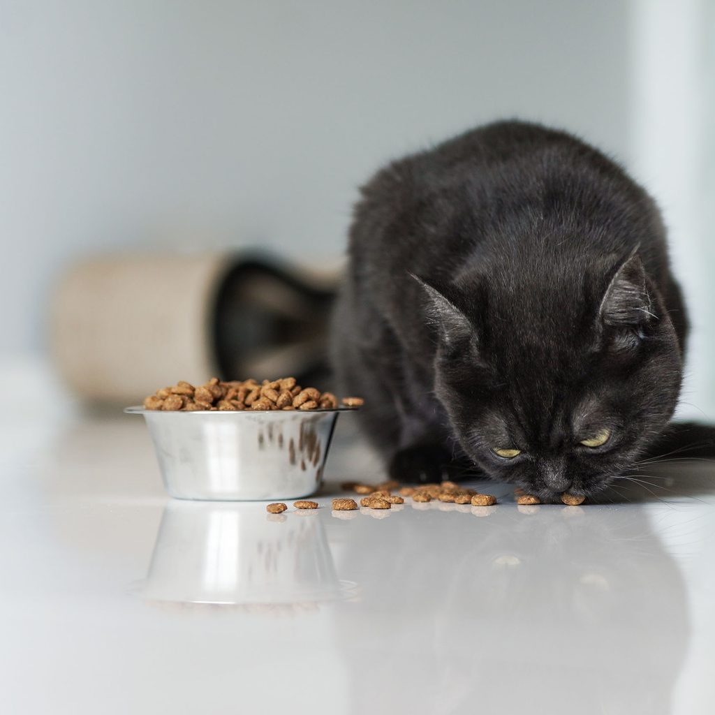 Black cat eats food off the floor