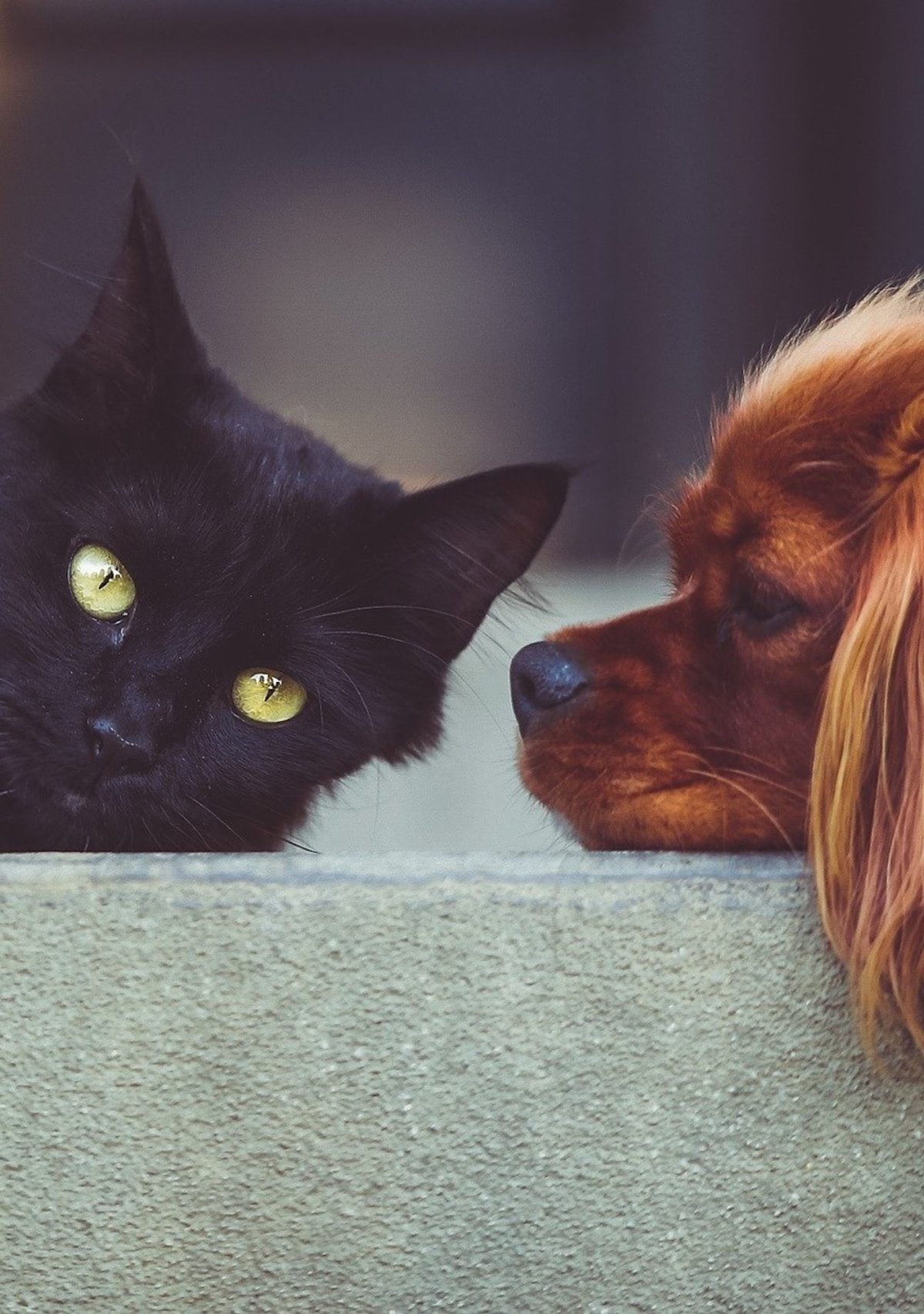 a black cat looks at the camera while a brown spaniel looks at the cat