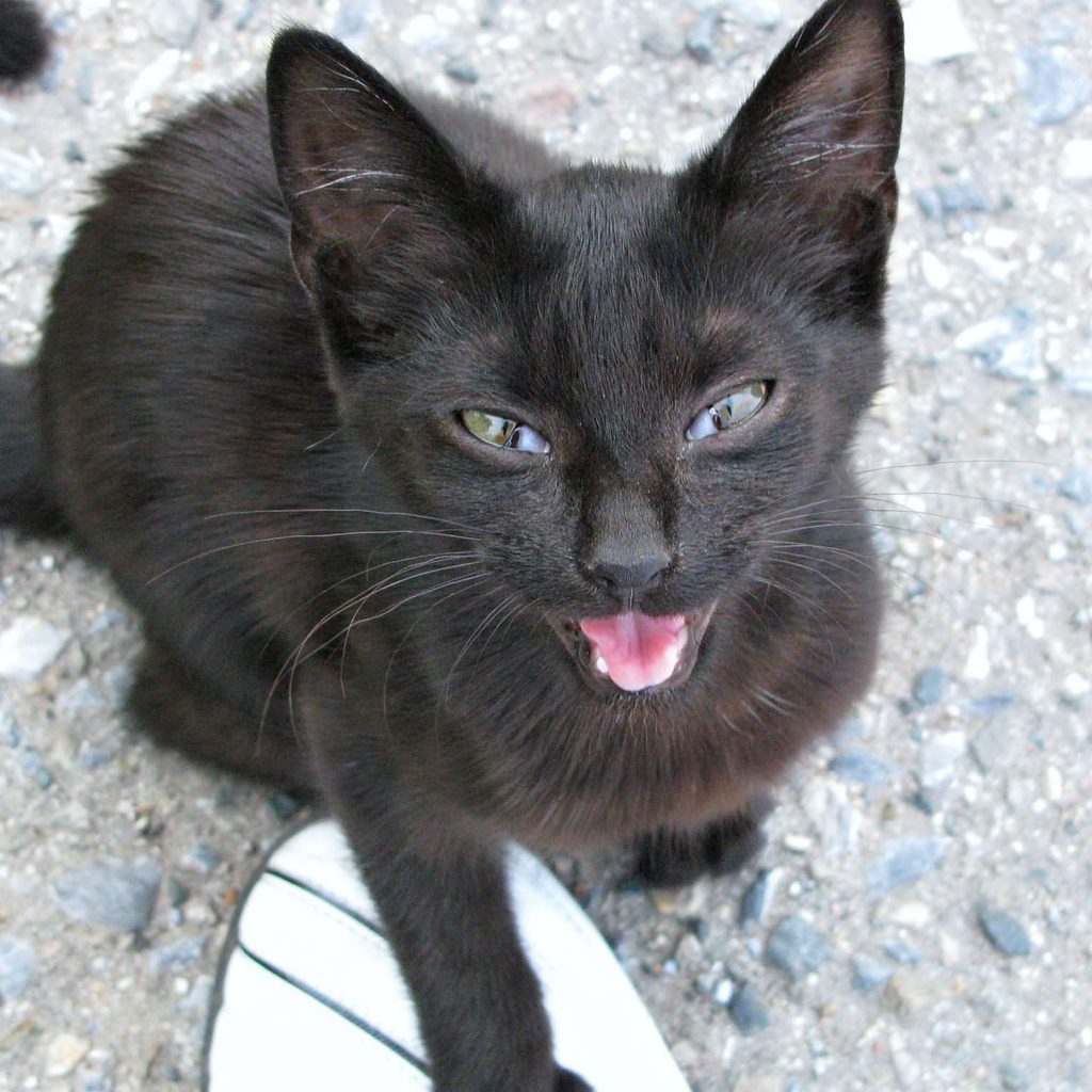 Black kitten meowing