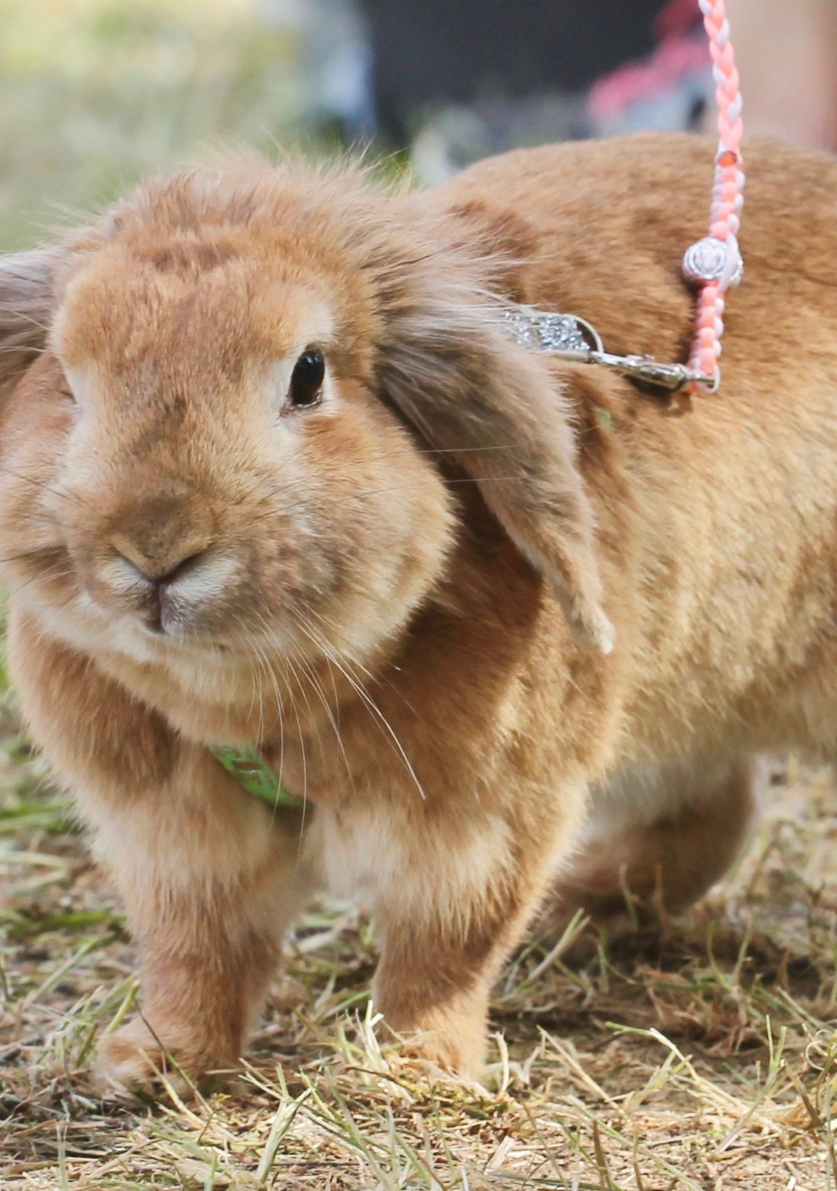 a large beige rabbit in a harness walks outdoors