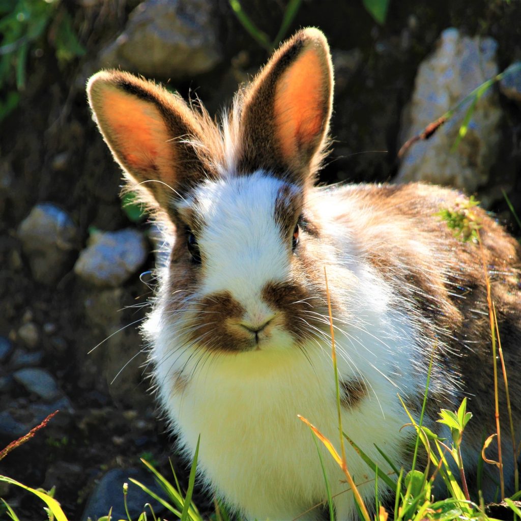 a brown and white rabbit stands in the grass with sunlight on its ears