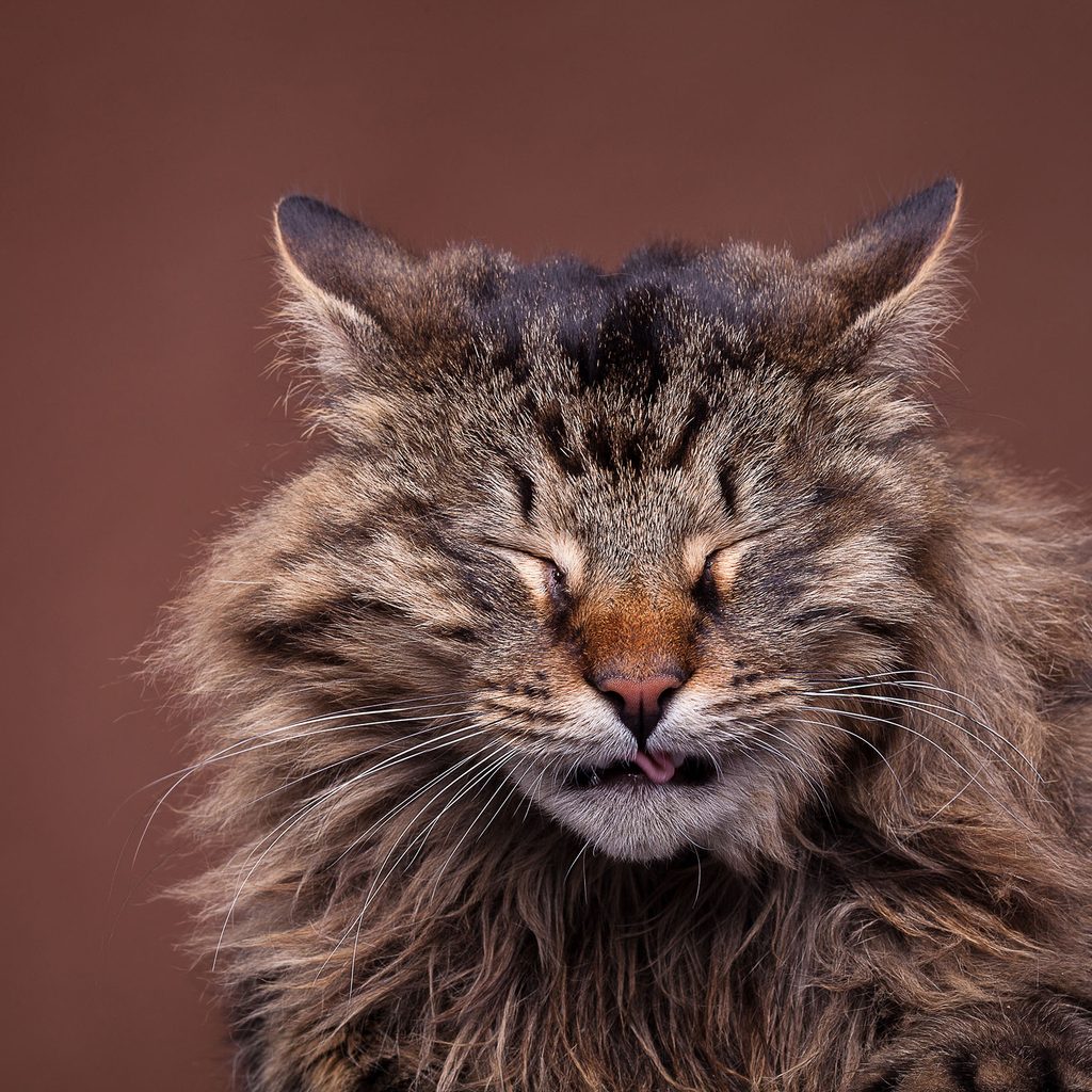 Calico cat sneezing