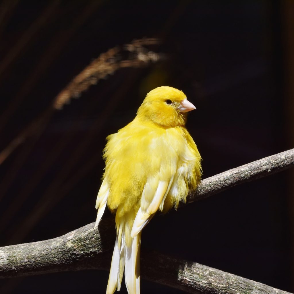 Canary Songbird on a Branch