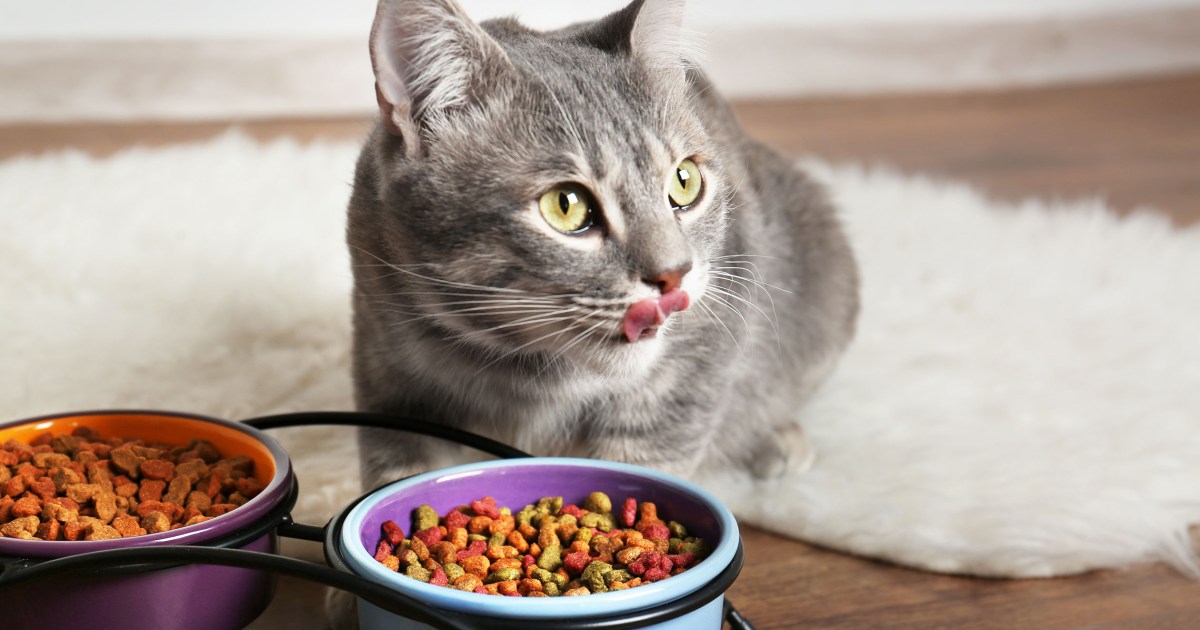 Cat Begging for Food? Here's How To Stop This Behavior | PawTracks