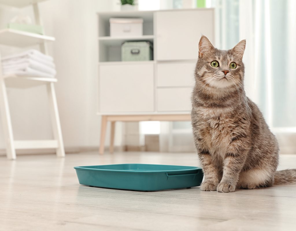 Grey cat sitting next to a litter box