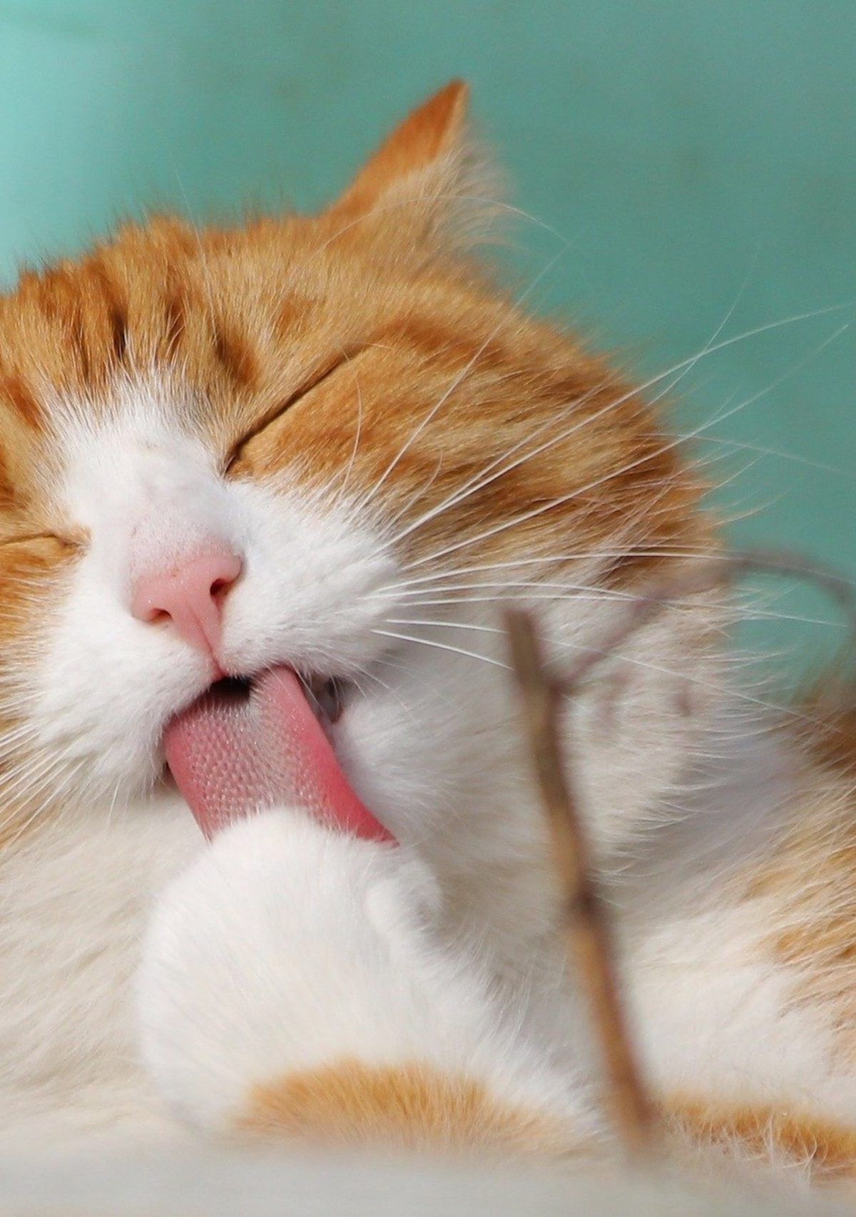 an orange and white cat licks its paws