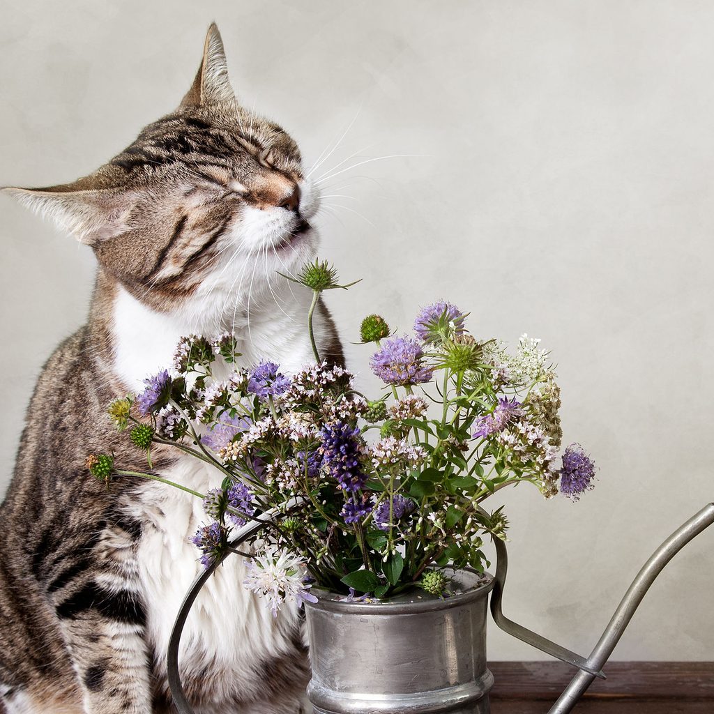 Cat sneezing with flowers