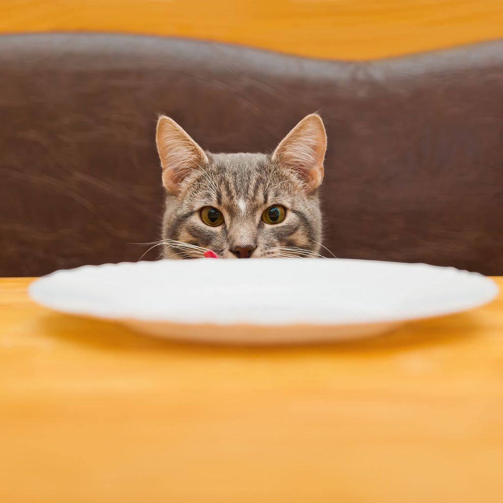 Cat staring at empty plate on a table