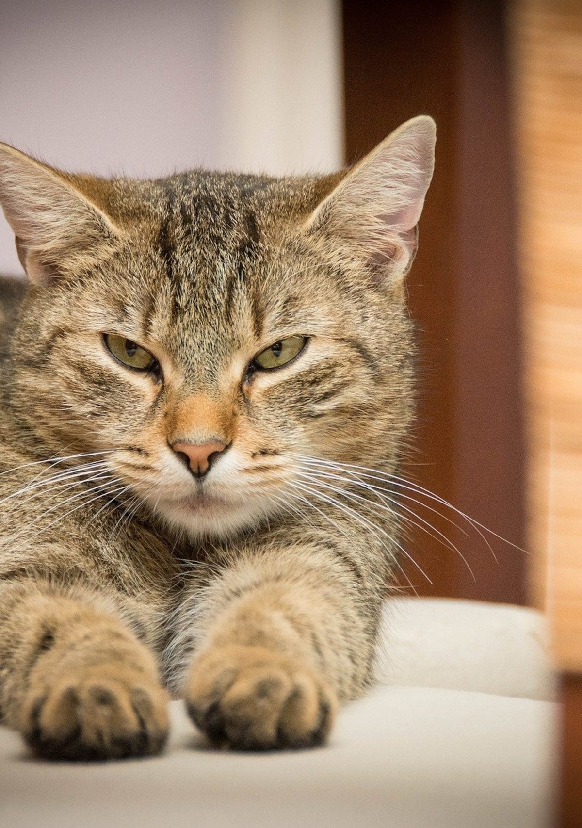 a striped housecat lies on the ground with paws in front of them