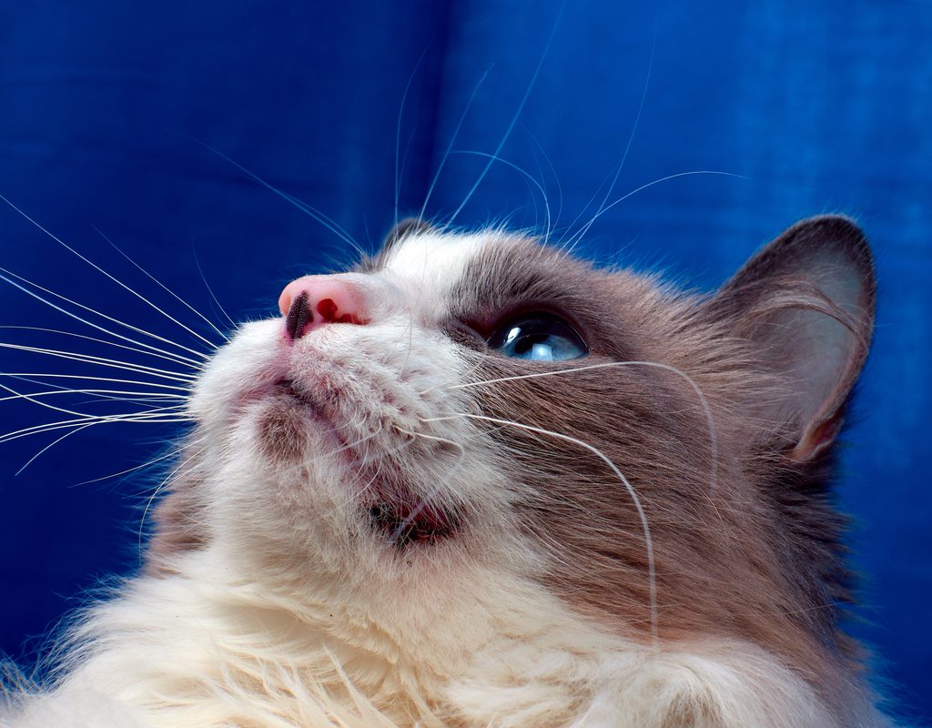 Cat looking up with chin acne