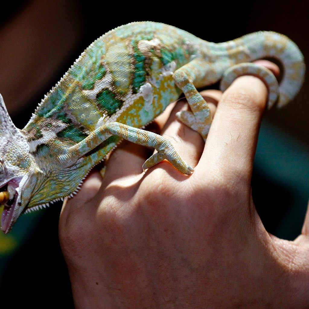 Pet chameleon standing on a hand and eating a bug