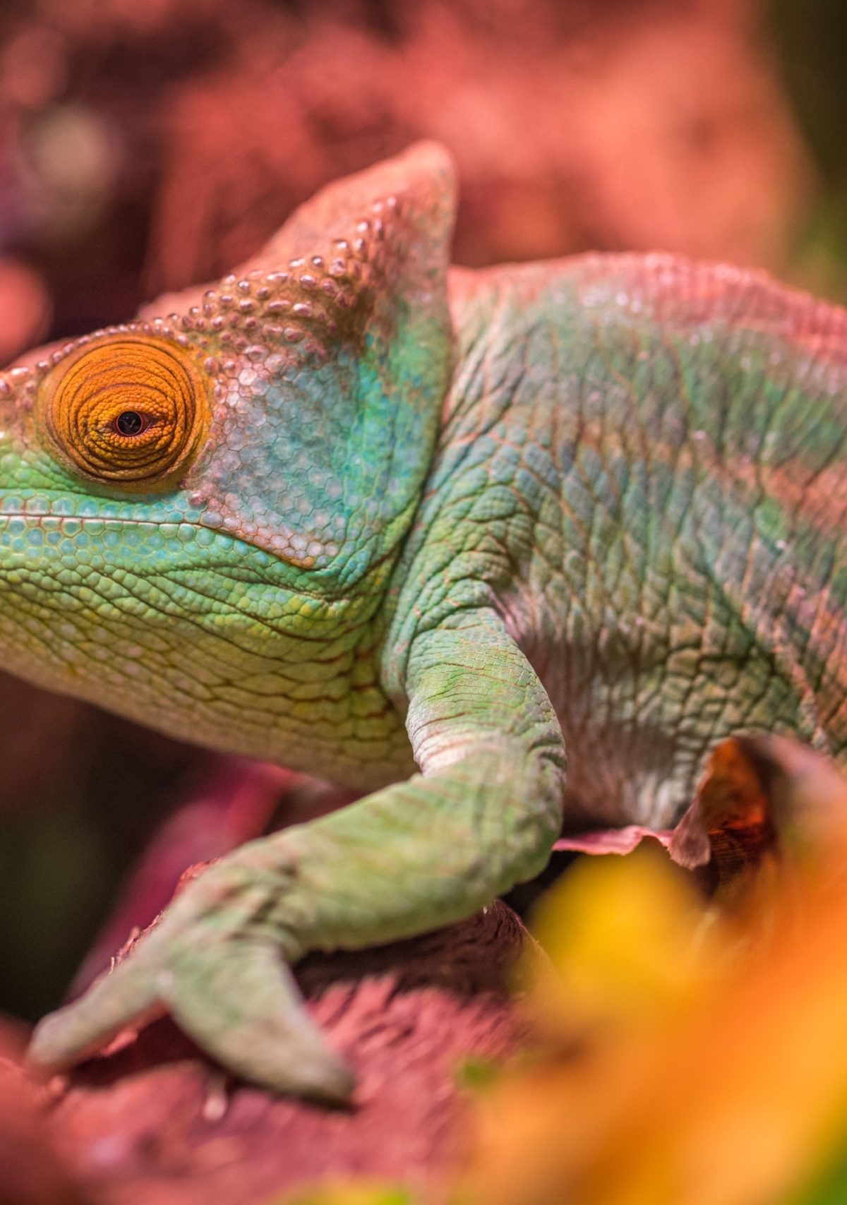 a green and red chameleon sits on a branch surrounded by foliage