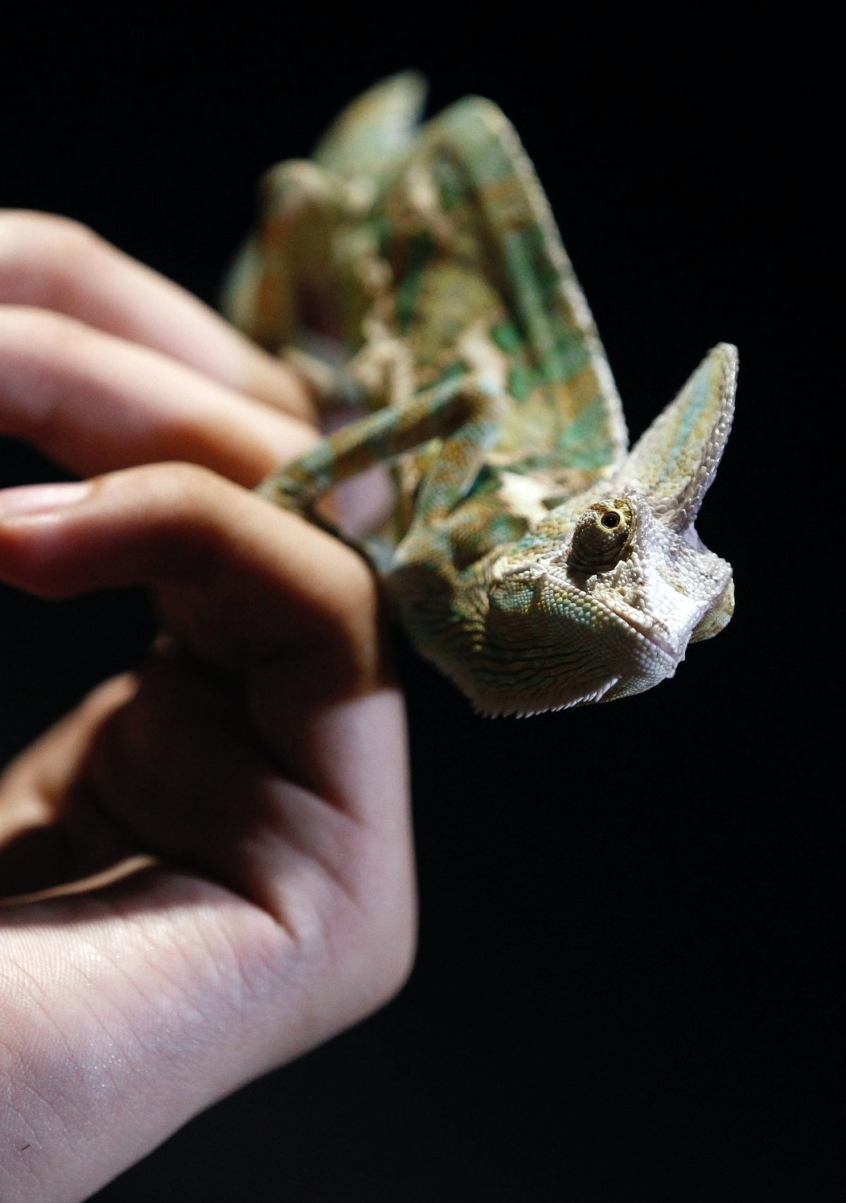 a green chameleon stands on a person's fingers
