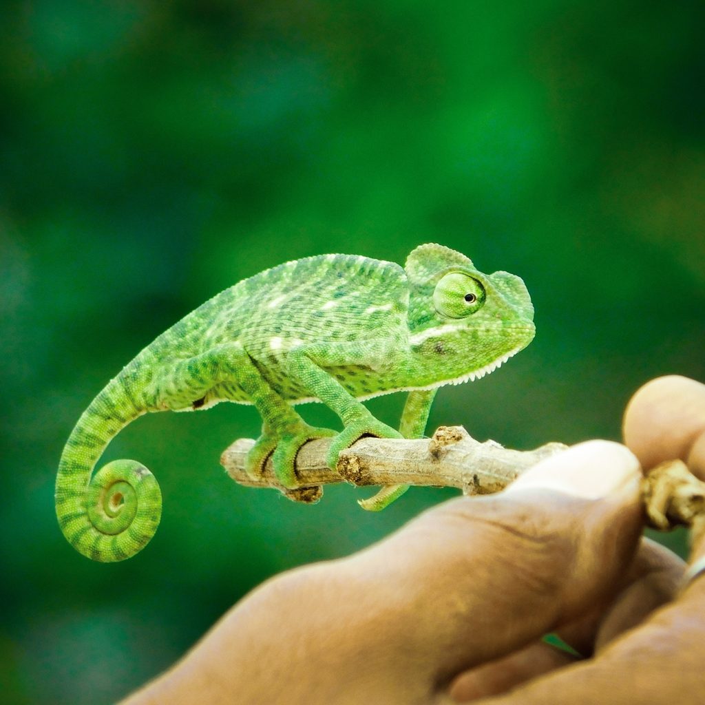 Pet chameleon clinging to a stick being held up by a human hand
