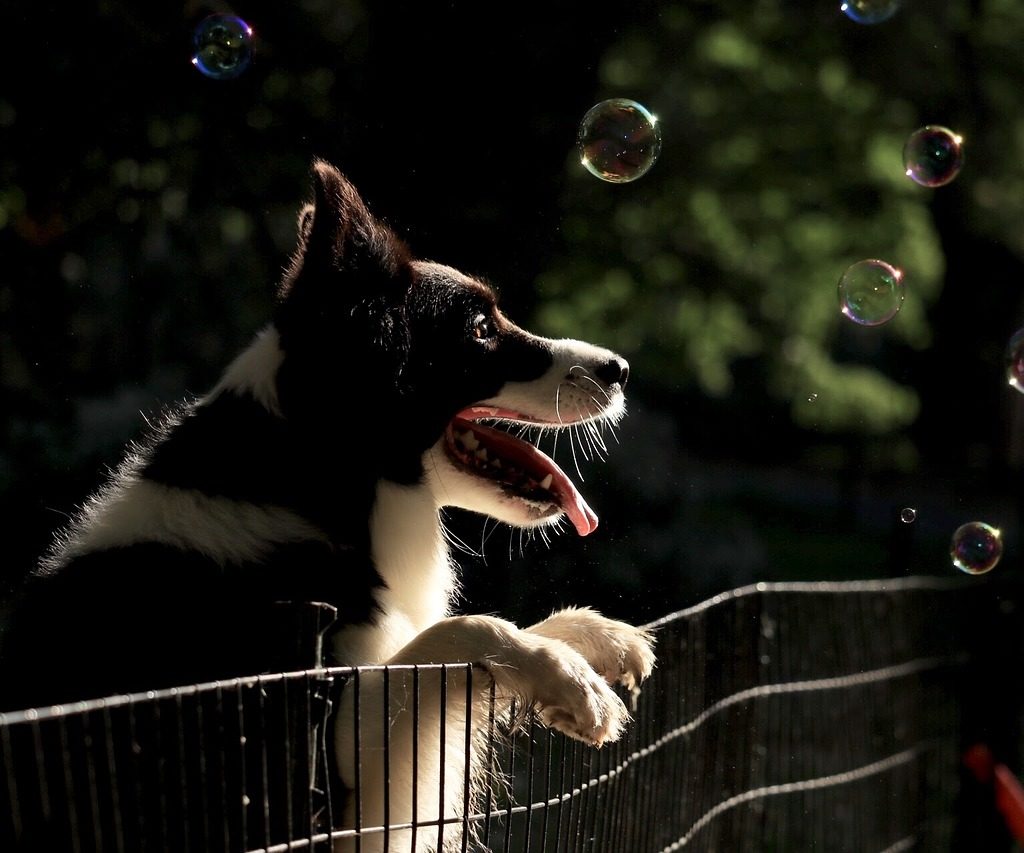 dog-on-fence-with-bubbles