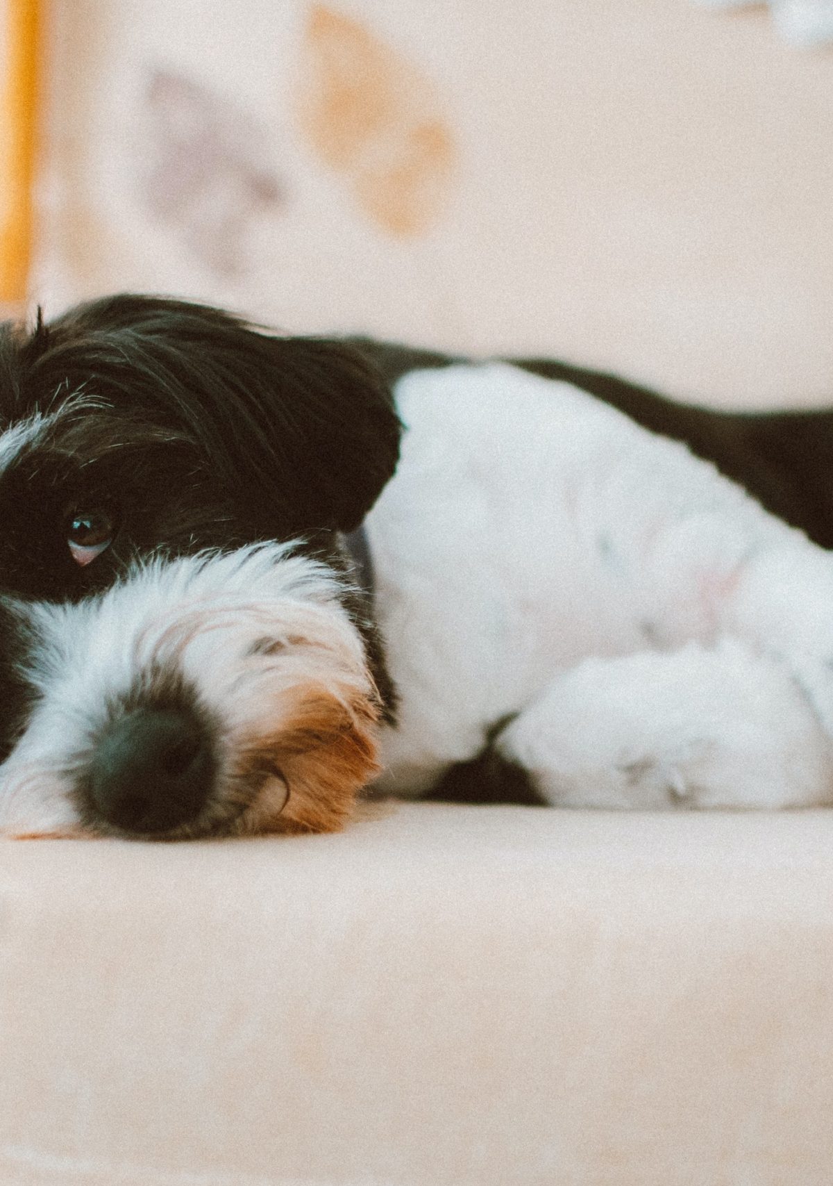 a black and white long-haired dog sleeps on their side on a beige chair