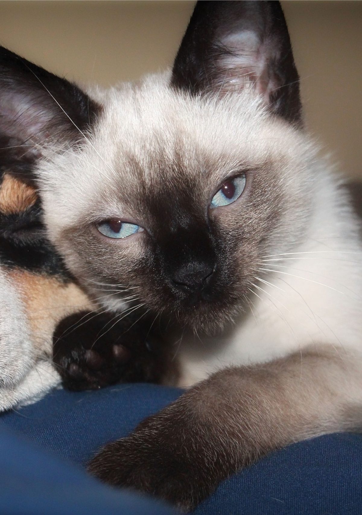 a siamese cat with blue eyes cuddles with a puppy on a bed