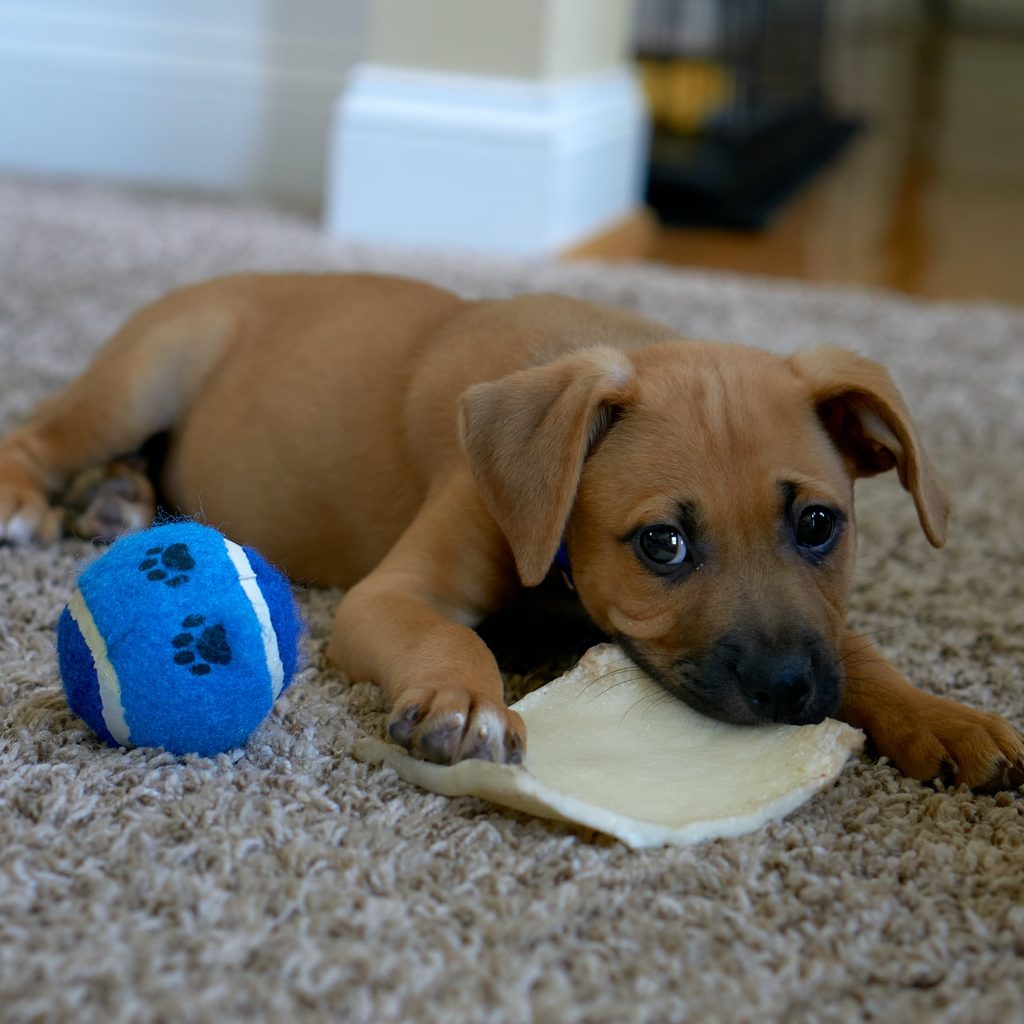 puppy-chewing-on-toys