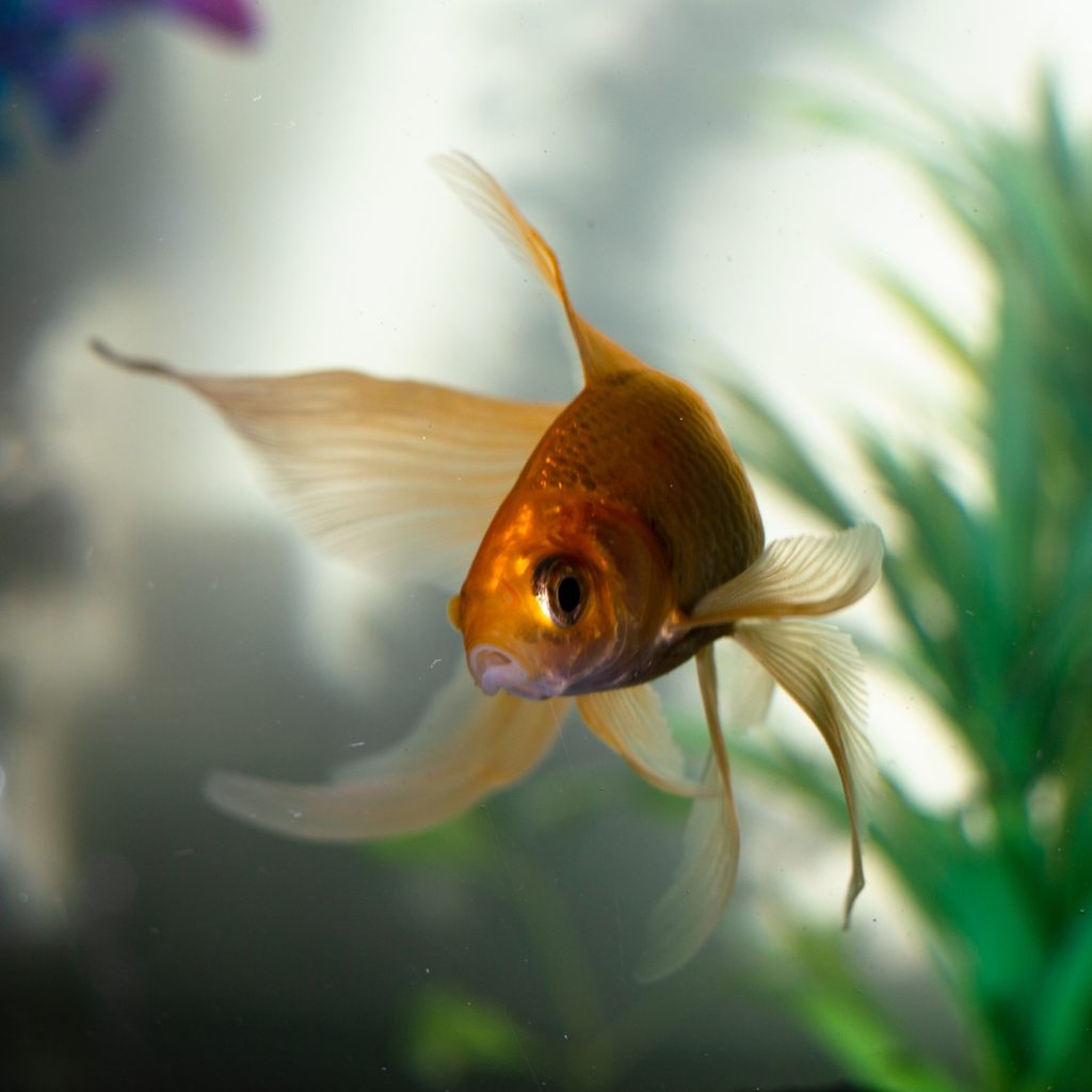 Goldfish in water