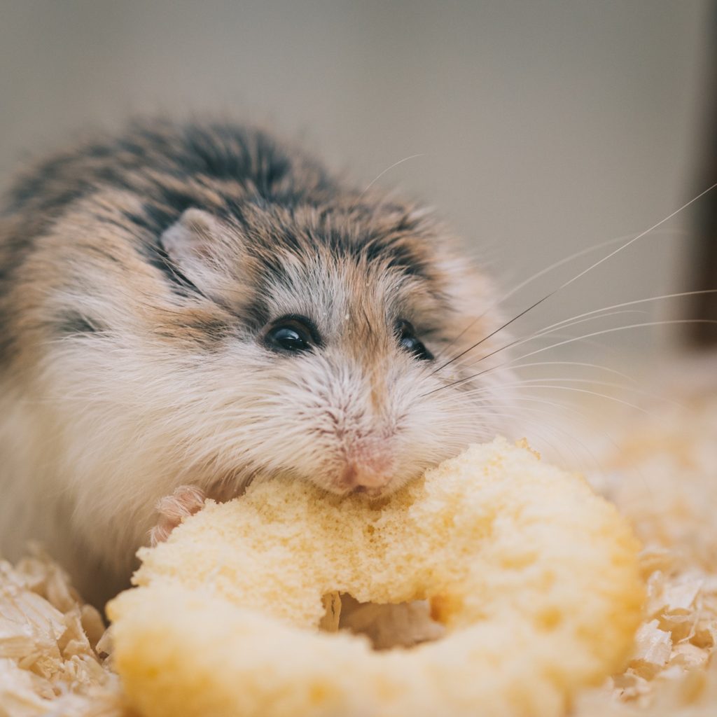 Hungry Hamster Enjoying Treat