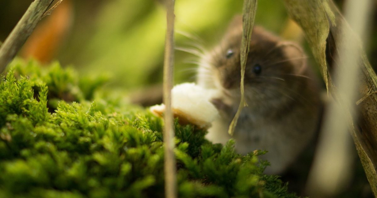 Fresh Look at Lethargy Weight Loss And Other Signs Of A Sick Hamster