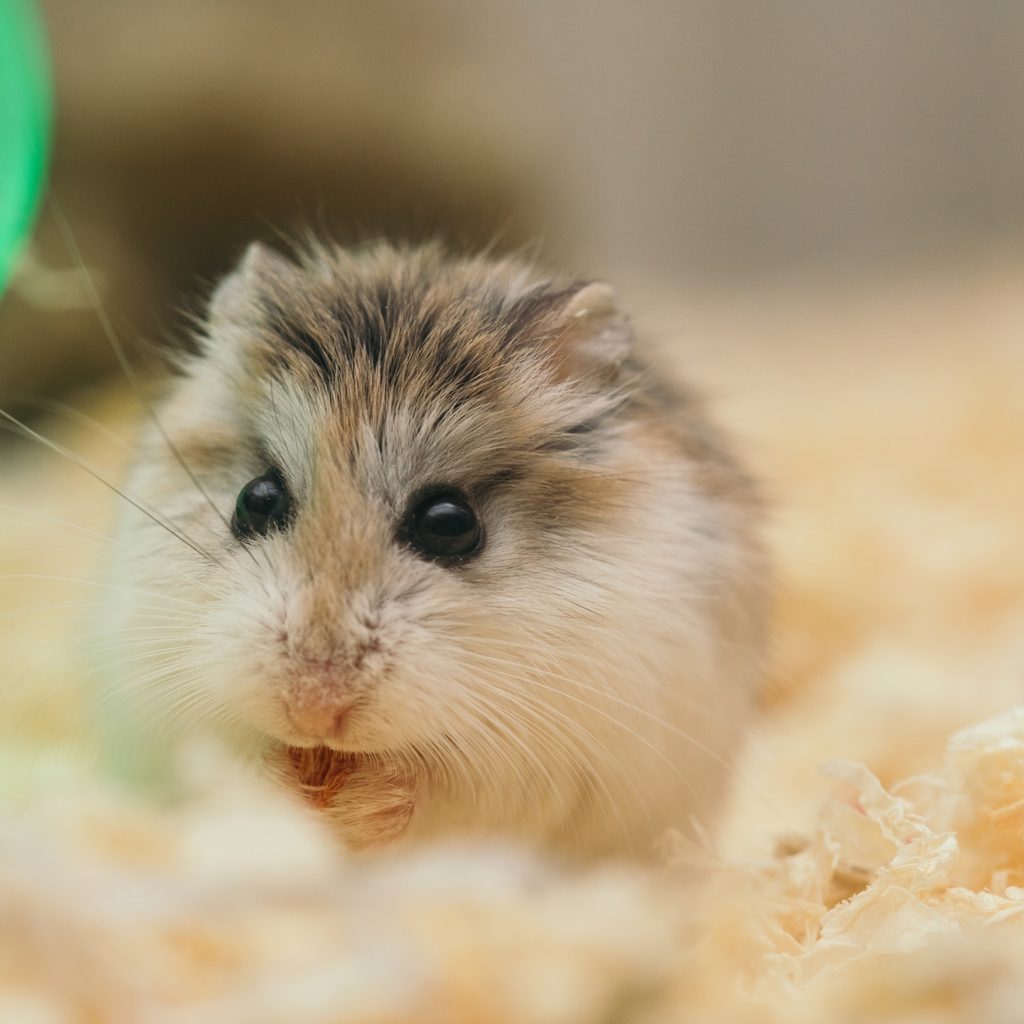 Hamster Sitting in Bedding