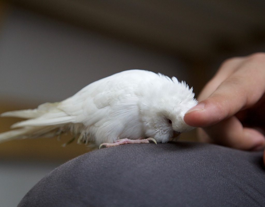 A hand strokes a pet bird