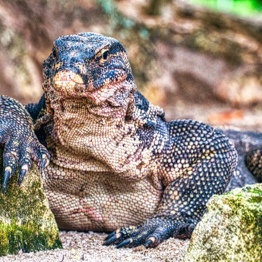 Komodo Dragon on Green Grass