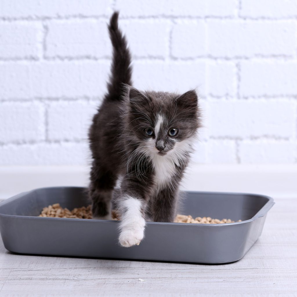 Kitten using a litter box