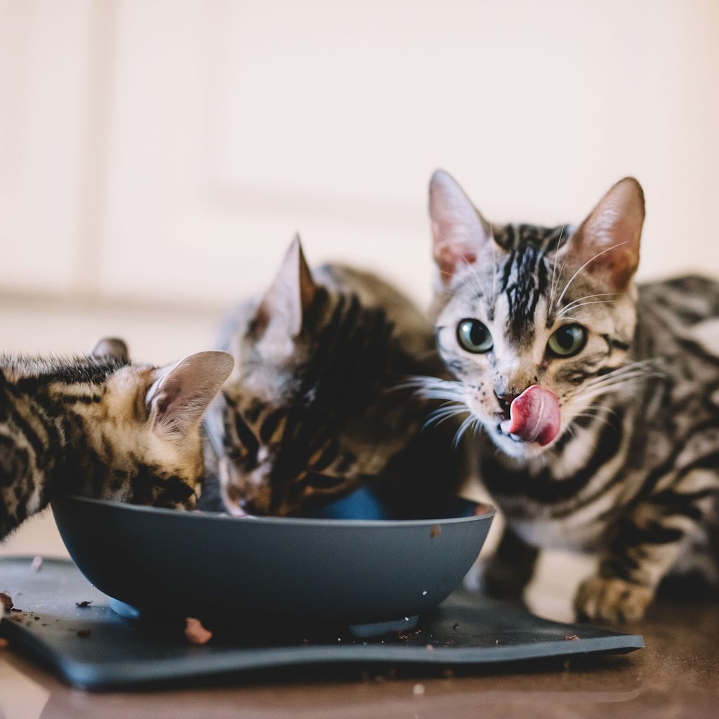 Kittens eating together from a bowl