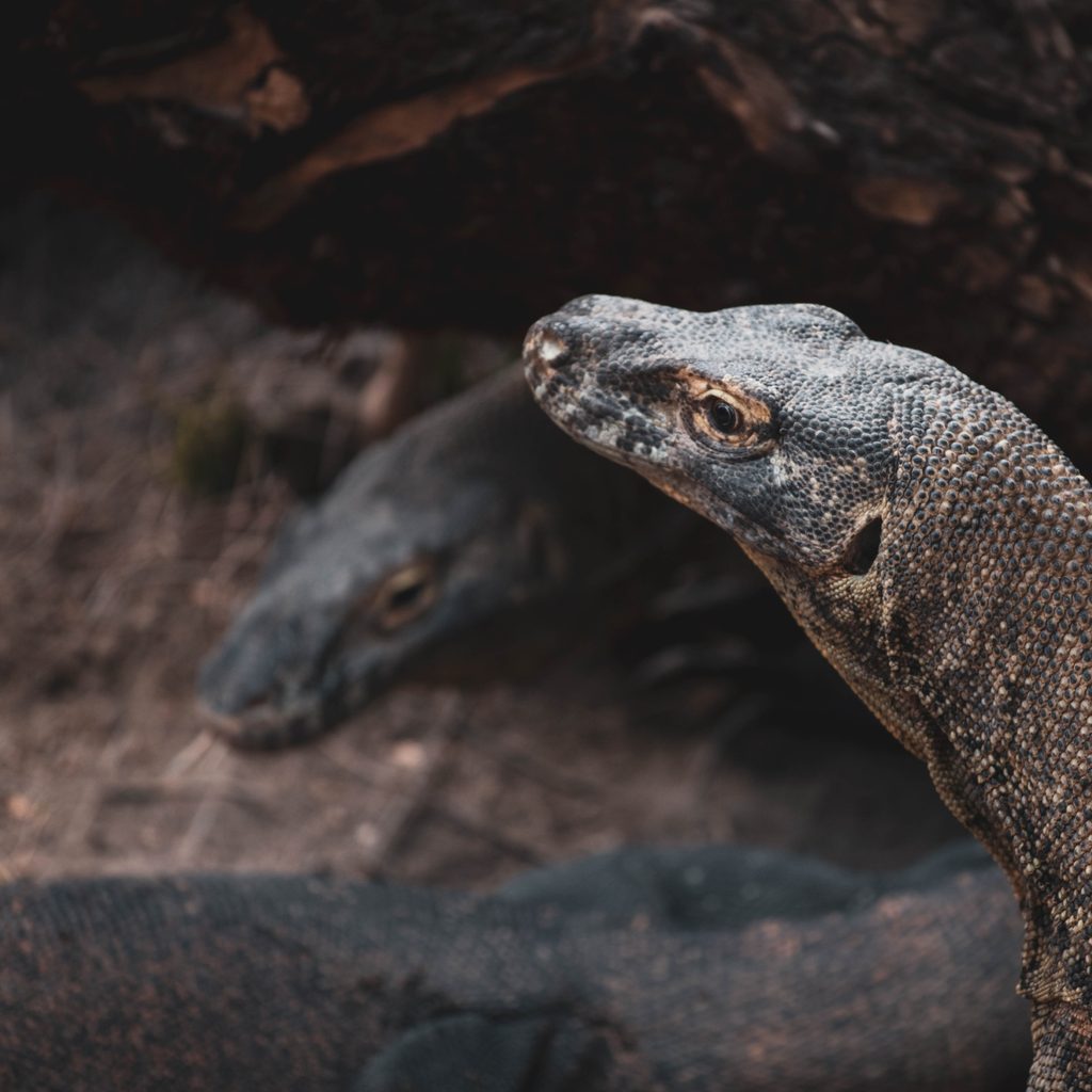 Komodo Dragons Laying on Rocks