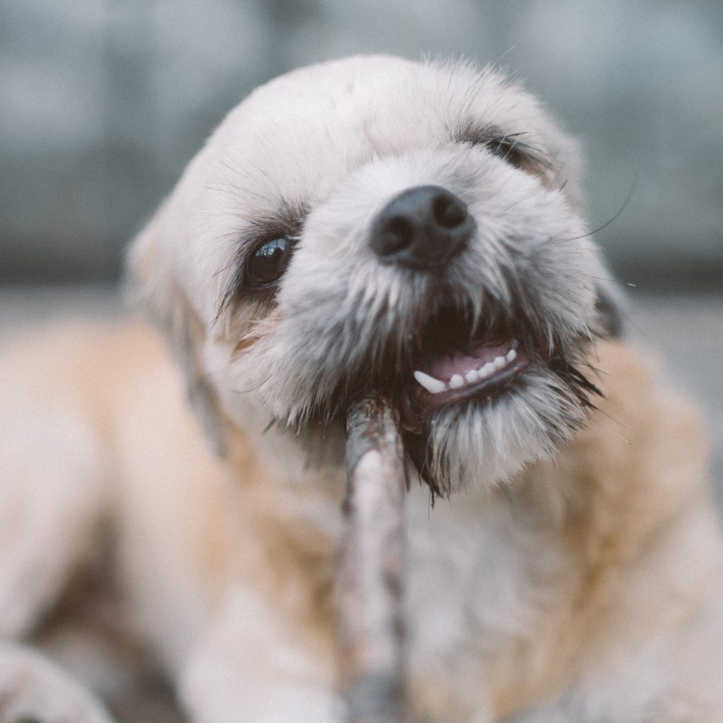 puppy-chewing-stick