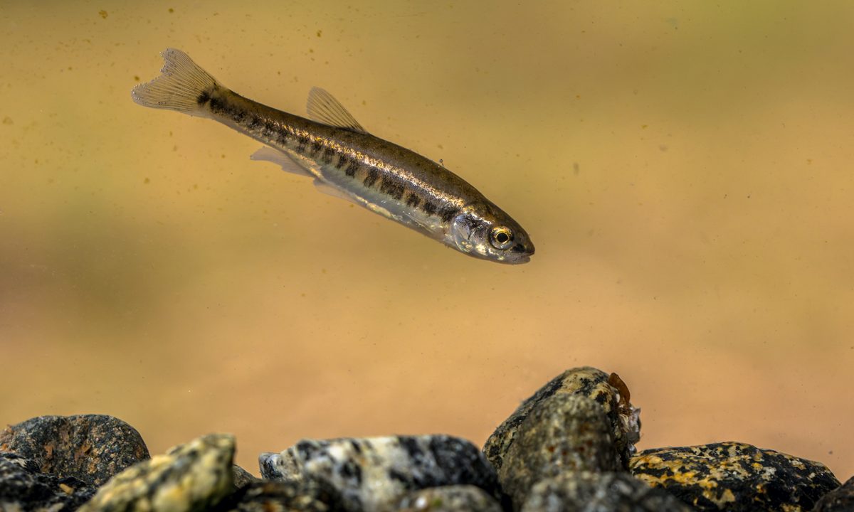 a striped minnow swims in a tank with rocks