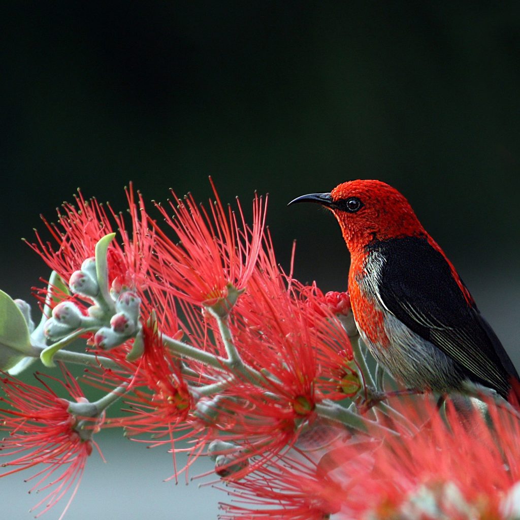 Red and Black Bird on Red Flowers