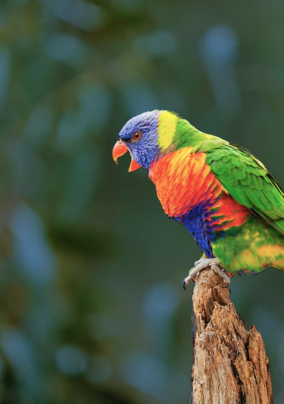 a rainbow parakeet sits on a perch with its beak open