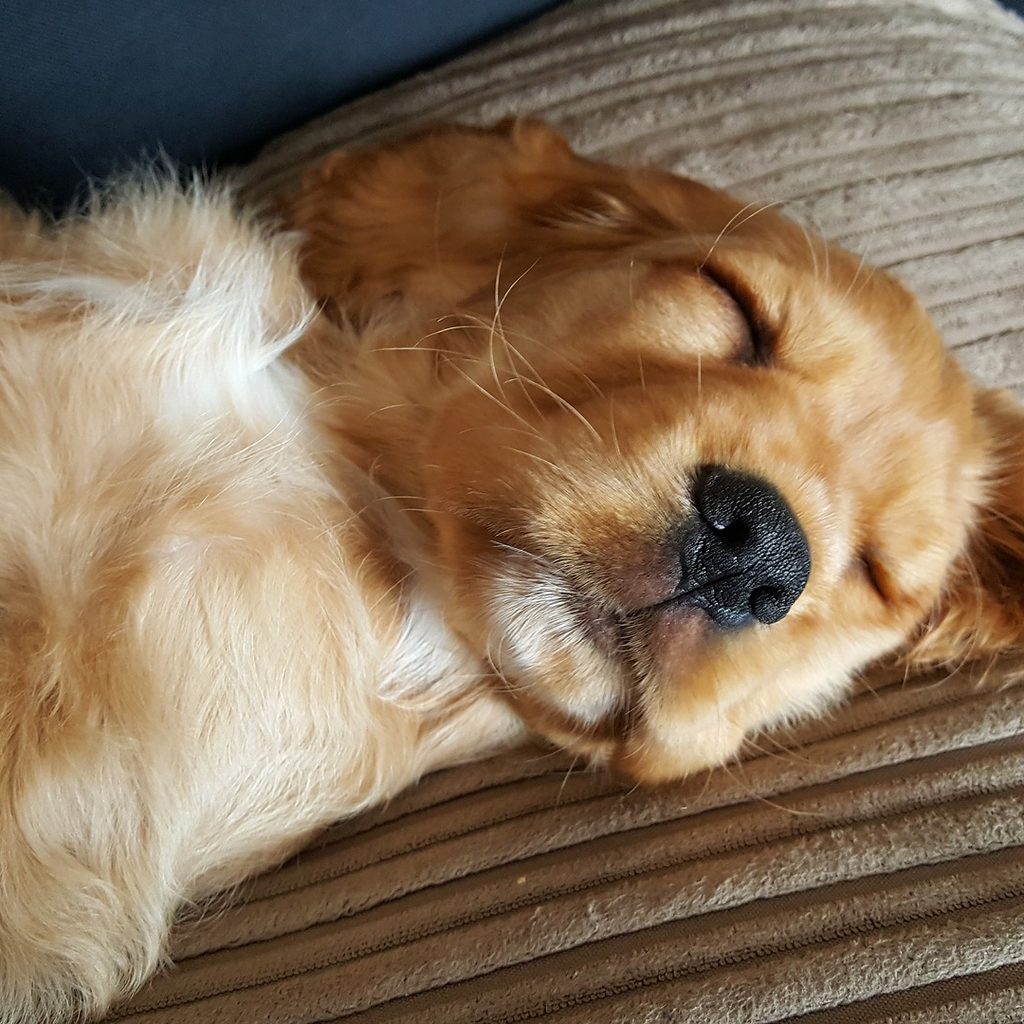 gold-puppy-sleeping-upsidedown