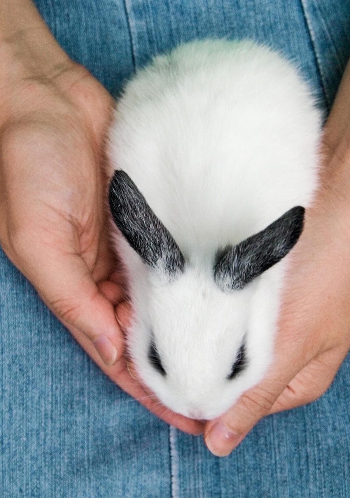 someone wearing denim holds a small black and white bunny in their hands