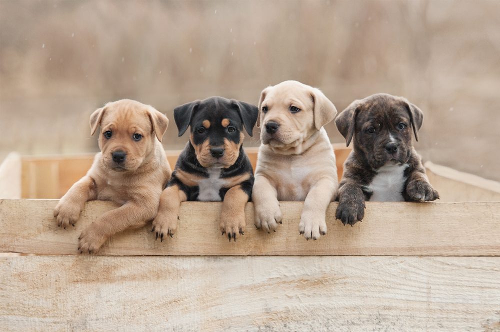 four-puppies-in-a-wooden-box