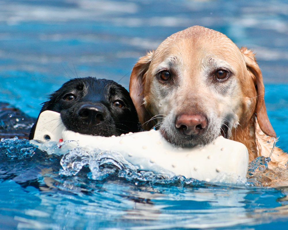 black-and-white-dogs-swimming-with-toy