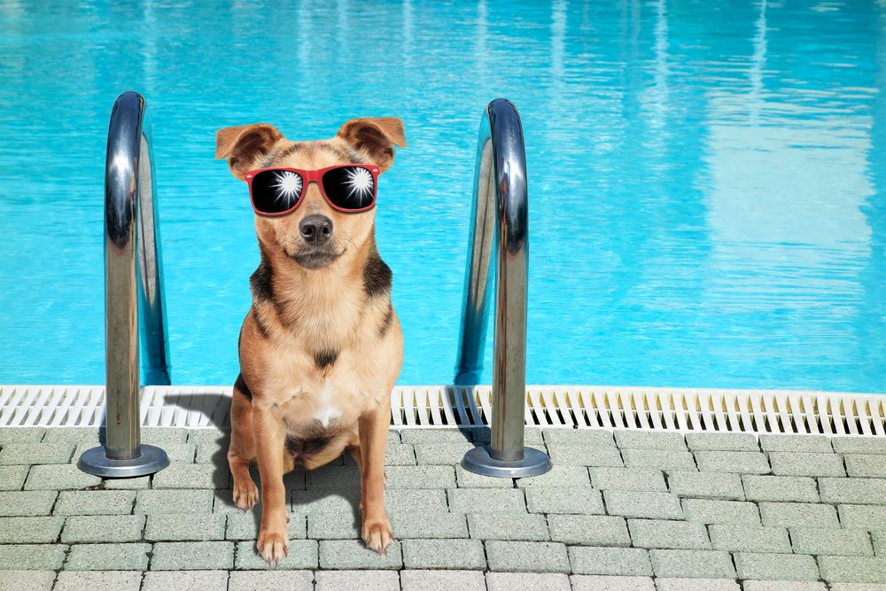 dog-wearing-red-sunglasses-by-pool