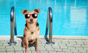 dog-wearing-red-sunglasses-by-pool