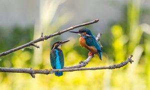 Two Kingfisher Birds Sitting on Branch