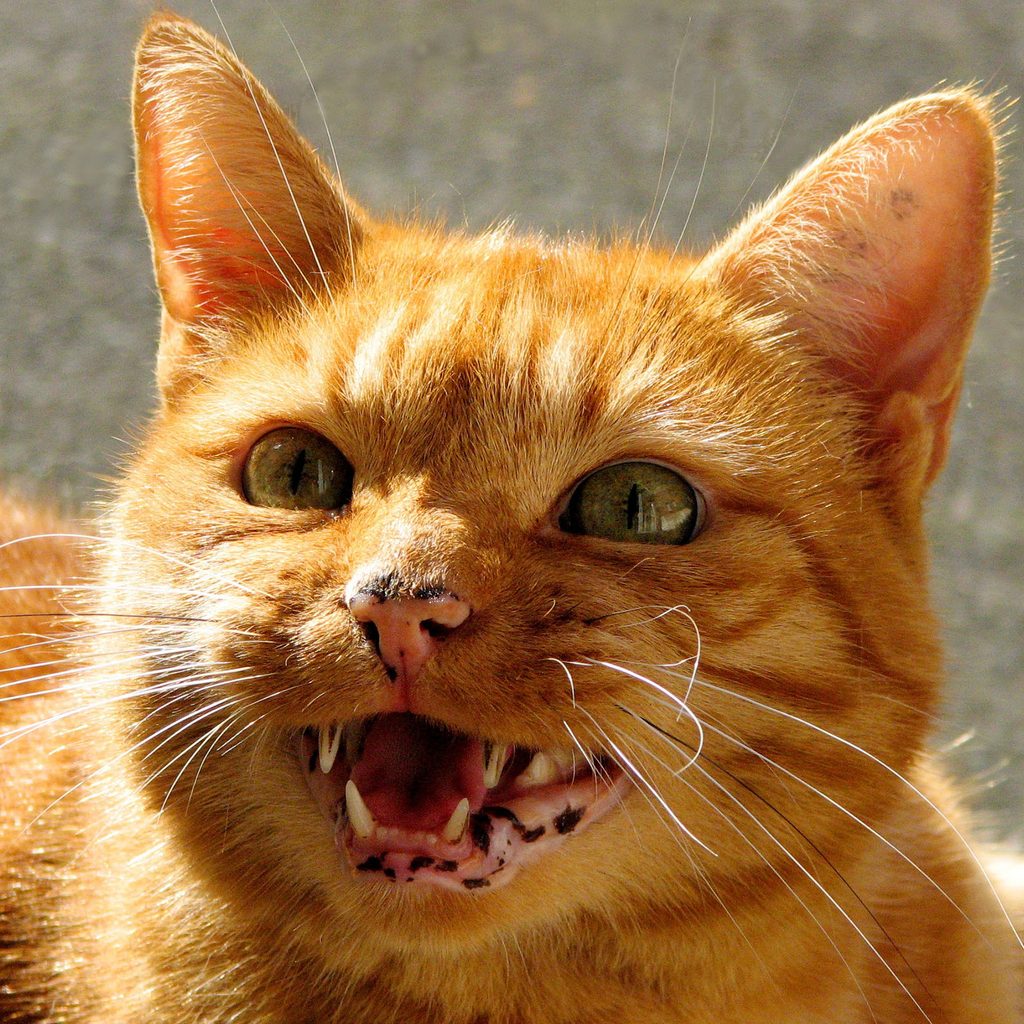 Striped orange cat meowing