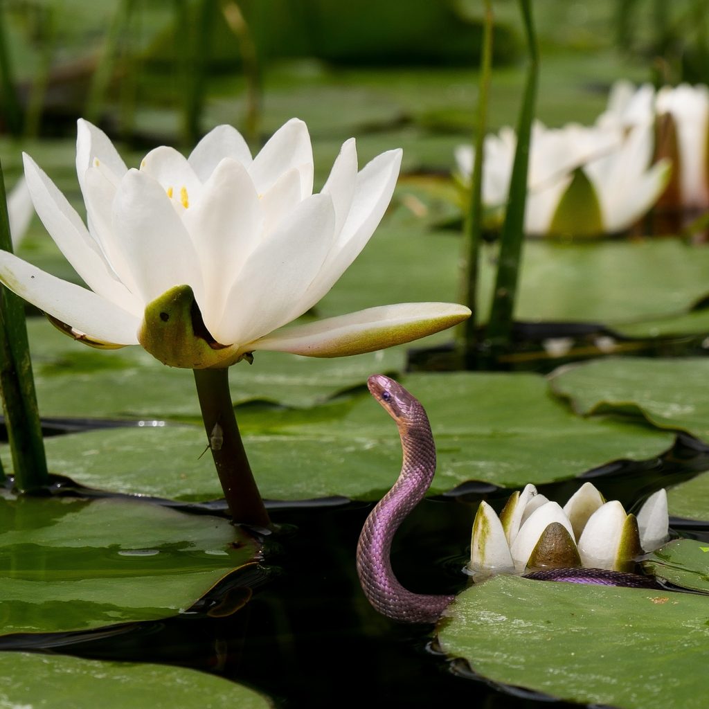 Water snake and water lily