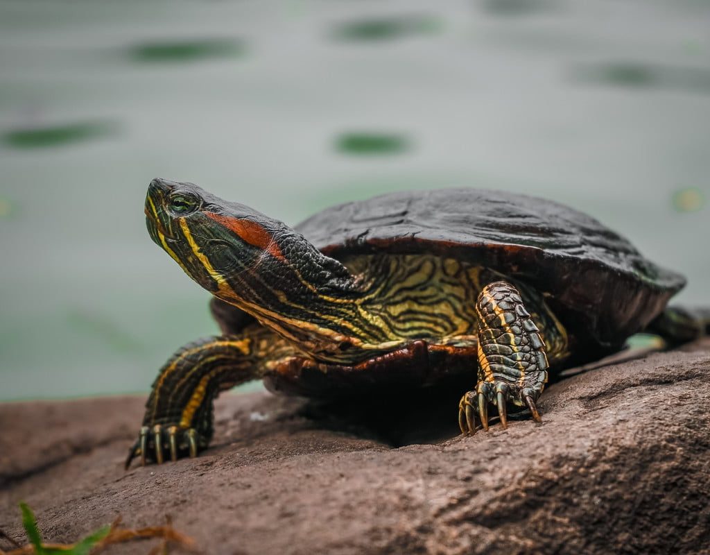 turtle-red-eared-slider