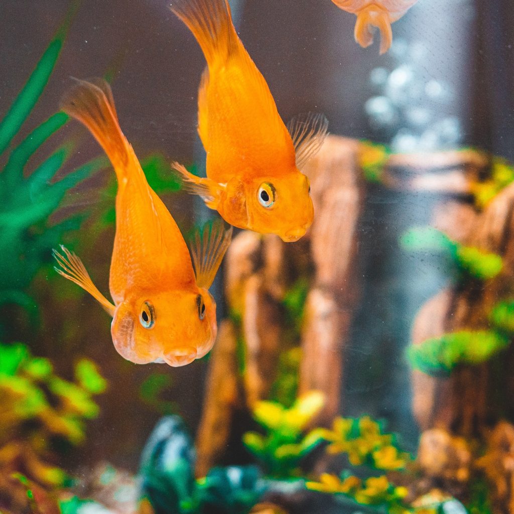 Two Goldfish Looking Out