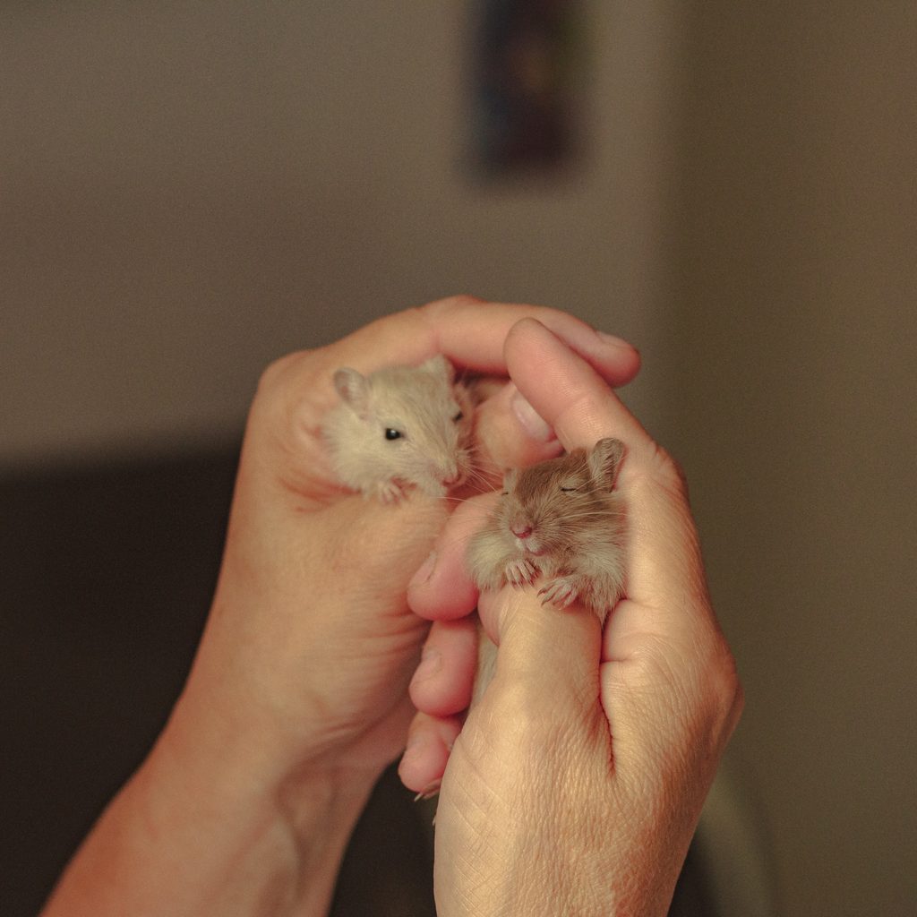Holding Small Hamsters in Hands
