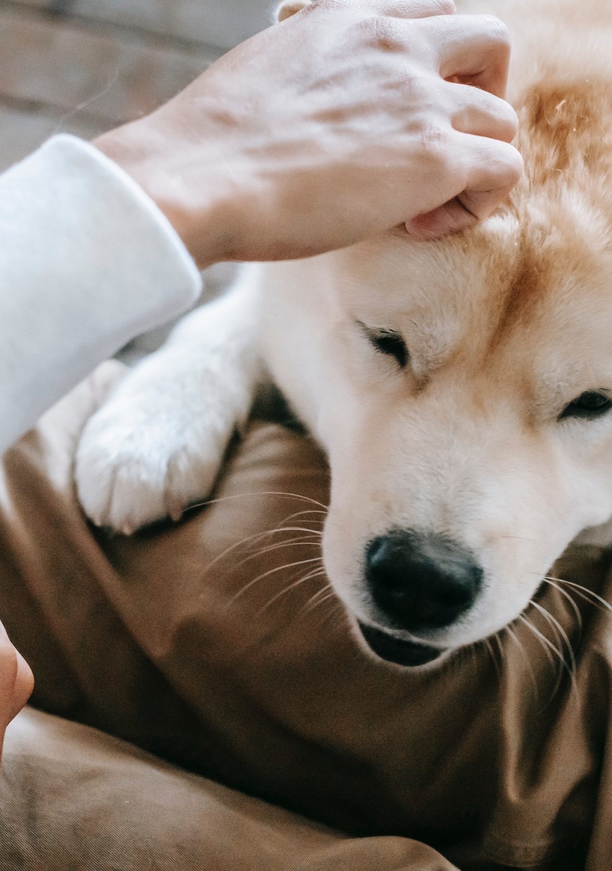 a white dog lies on their owner's lap while their owner gives them a scratch on the head